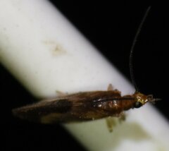 Climacia