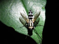 Vanderwulpia sequens