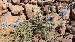 Echinops spinosissimus