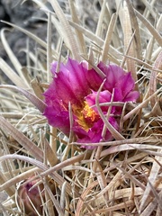Ferocactus fordii
