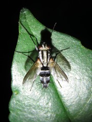 Vanderwulpia sequens