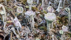 Cladonia grayi