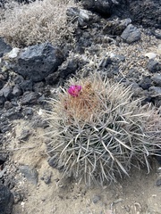 Ferocactus fordii