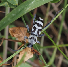 Chlorophorus varius