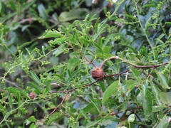Capparis brassii