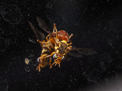 Bactrocera latifrons