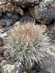 Ferocactus fordii borealis