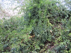 Capparis brassii