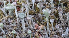 Cladonia grayi