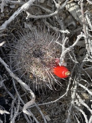 Mammillaria hutchisoniana louisae