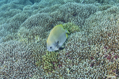 Platax boersii