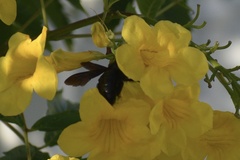 Xylocopa strandi