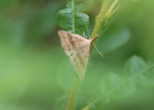 Pale Phalaenostola Moth photo 6
