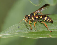 Psammaletes mexicanus