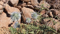 Echinops spinosissimus