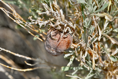 Rhopalomyia calvipomum