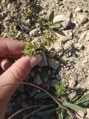 Euphorbia taurinensis