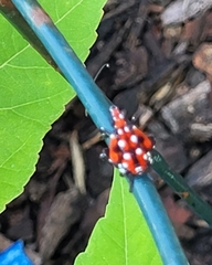 Lycorma delicatula