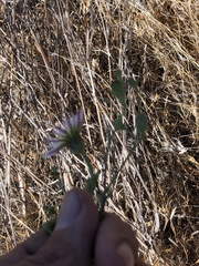 Malacothrix saxatilis arachnoidea