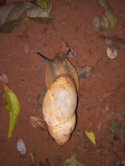 Megalobulimus sanctaepauli
