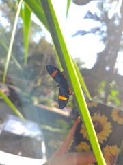 Panara soana