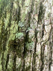 Physconia subpallida