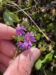 Primula cuneifolia