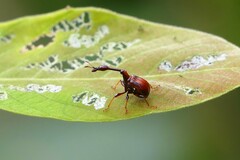 Paracycnotrachelus