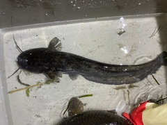 Silurus asotus