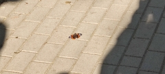 Vanessa atalanta