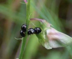 Coptosoma scutellatum
