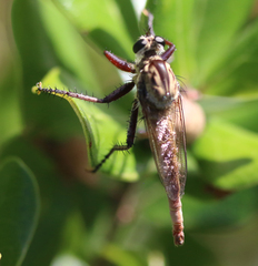 Proctacanthus gracilis