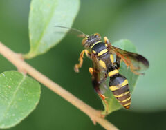 Psammaletes mexicanus
