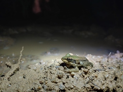 Lithobates vaillanti