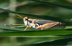 Melanoplus bowditchi