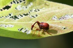 Paracycnotrachelus