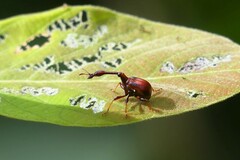 Paracycnotrachelus