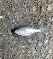 Paratanakia himantegus