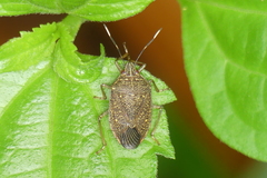 Critheus lineatifrons