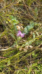 Astragalus testiculatus