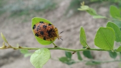 Laccoptera sulcata