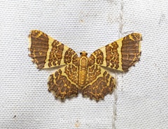 Hastina pluristrigata