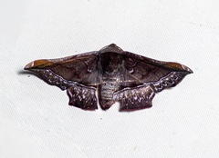 Fascellina porphyreofusa