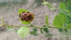 Laccoptera sulcata