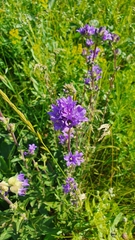 Campanula glomerata farinosa