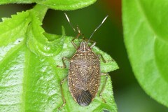 Critheus lineatifrons