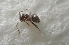 Brachymyrmex patagonicus