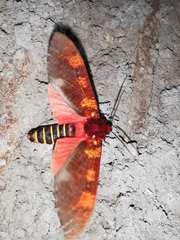 Elysius