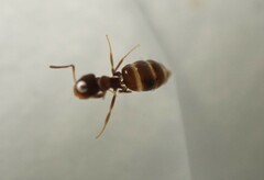 Brachymyrmex patagonicus