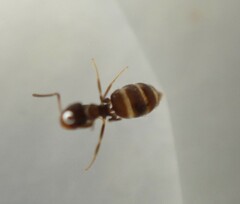 Brachymyrmex patagonicus